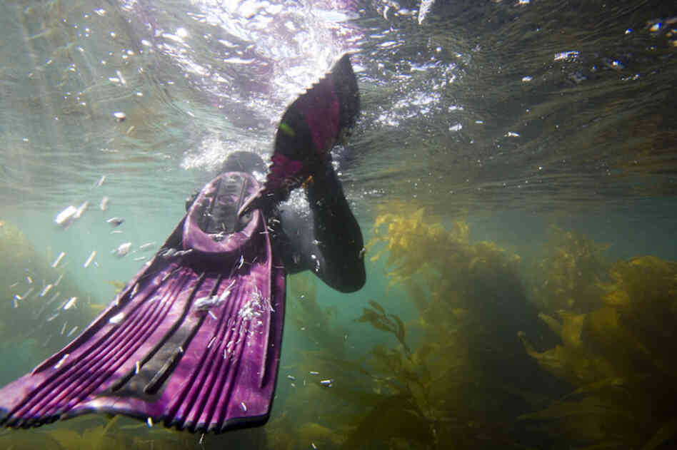 The Marine Sanctuary, Channel Islands National Park, Calif.