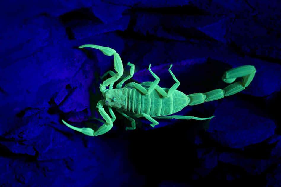 A scorpion under a black light, Big Bend National Park, Texas