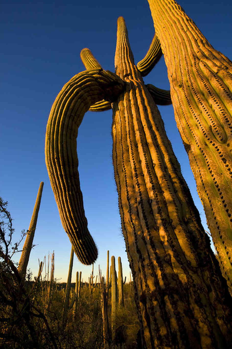 Giant Saguaro, Saguaro National Park, Ariz.