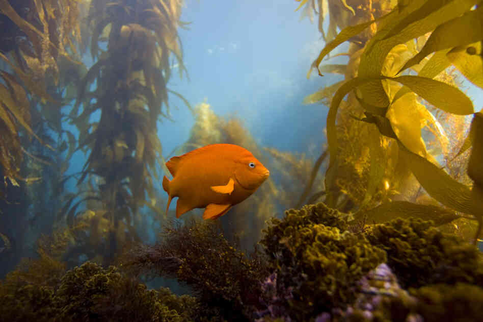 Garabaldi, Channel Islands Marine Sanctuary, Channel Islands National Park, Calif.