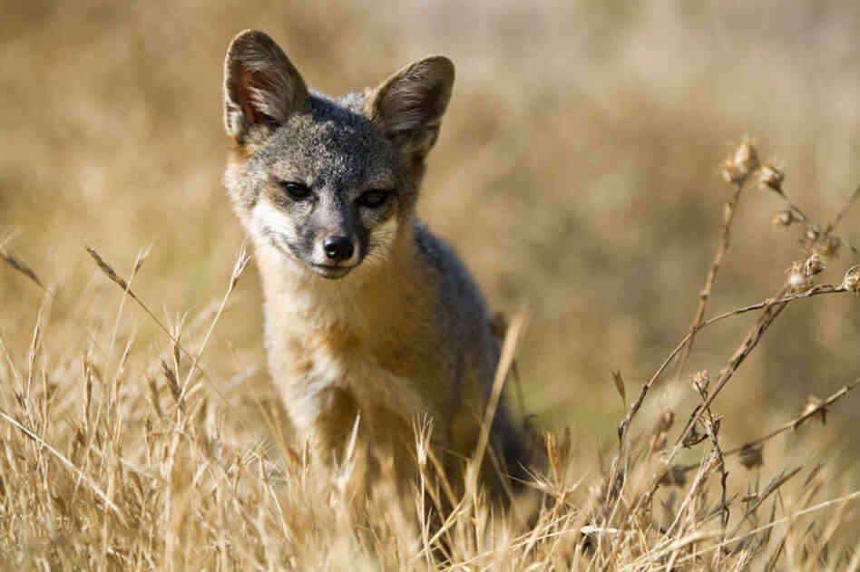 Santa Cruz Island fox, Challen Islands National Park, Calif.