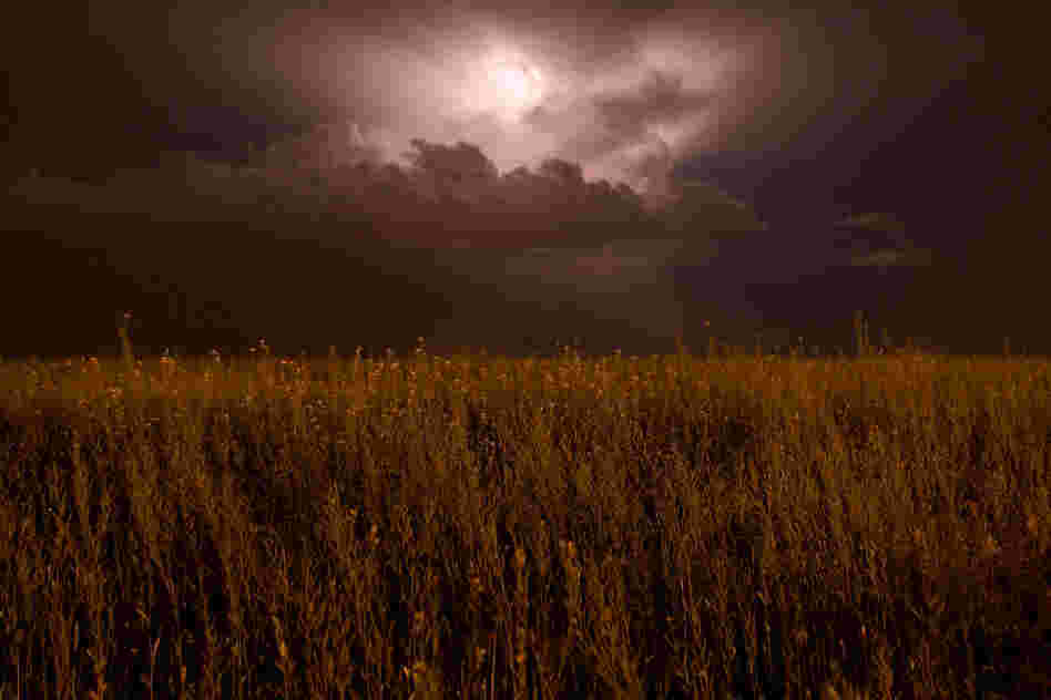 "A sheet lightning storm in Southern Alberta rolled in and stayed for hours. No rain fell but consistant flashes appeared through 180 degrees of the horizon.  This was a 13 second time exposure in a farmers field, with the crop lit by the mercury vapour yard light." 