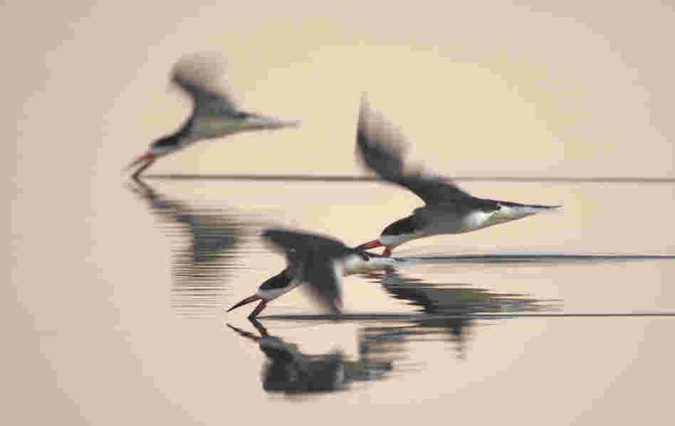 "A trio of black skimmers feeding at dusk in a pond on the beach in Santa Barbara, Calif." 