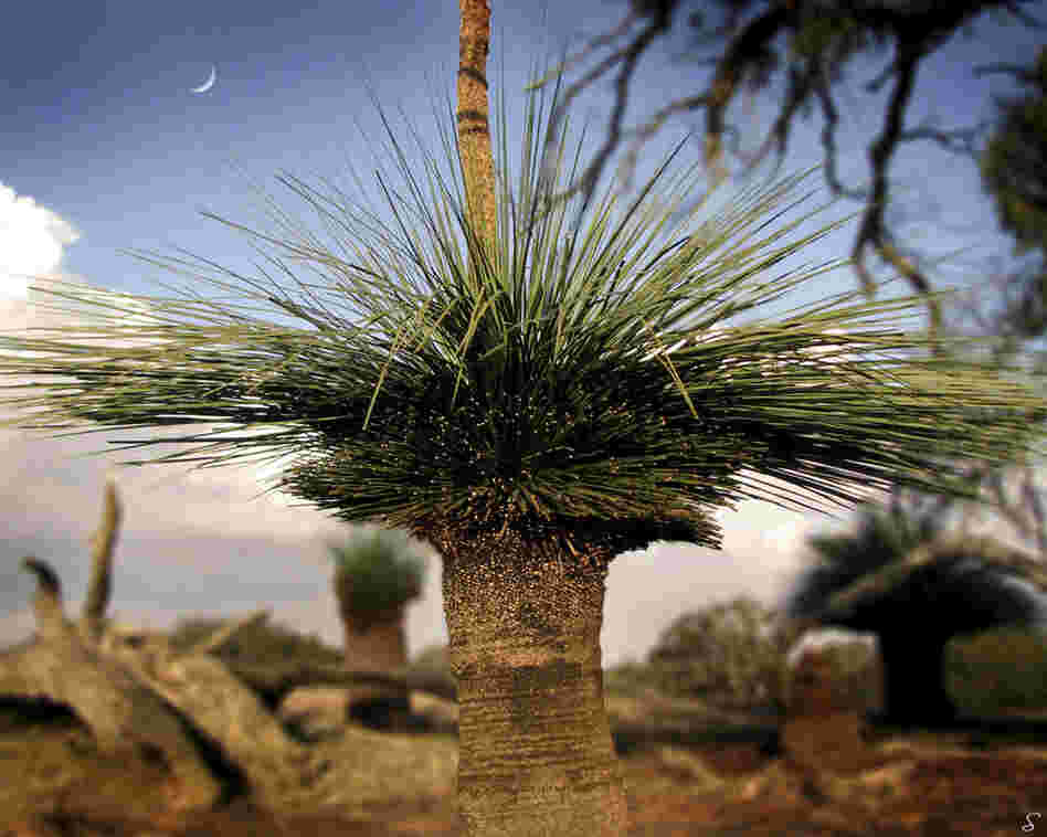 "This is a Kangaroo Island Yacca or Tate's Grass Tree. Unique to the island, this yacca's gum resin is harvested and shipped to Germany to make high-quality fireworks. Resilient in bush fires, these trees can be hundreds of years old." 