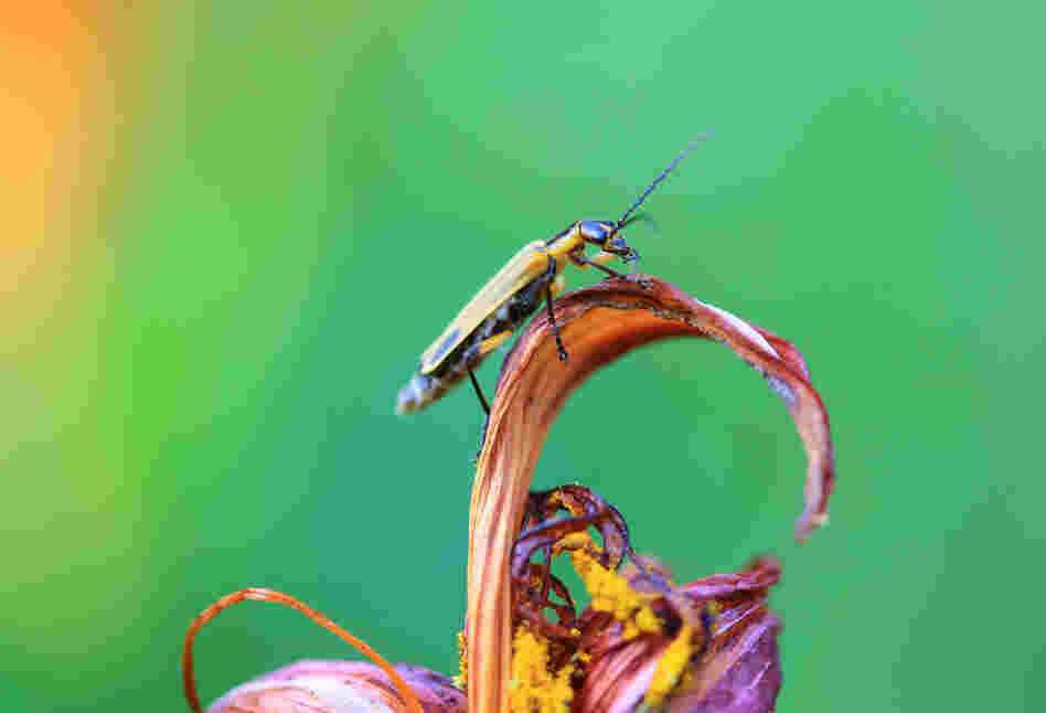 "While all the other bugs were on fresh flowers, one of them was climbing to one of old withered lily leaves." 