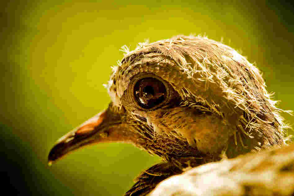 "Soft morning light highlights the head of a pigeon hatchling on my second story windowsill." 