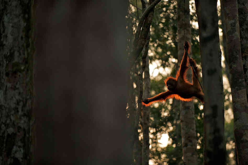 "A young orangutan swings from tree to tree in Tanjung Puting National Park in Indonesian Borneo." 