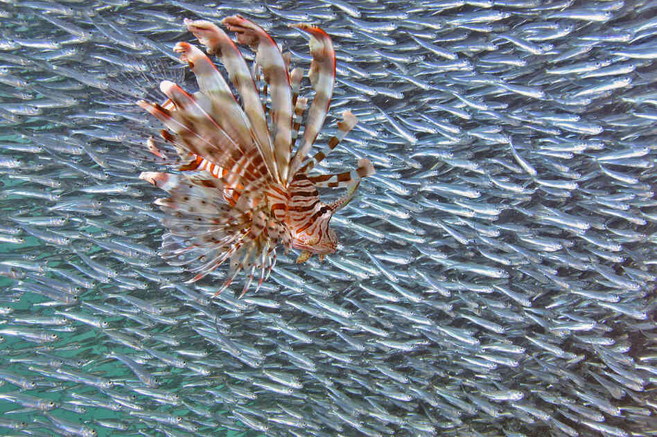 "I was lucky enough to follow this lion fish into a huge ball of baitfish." 