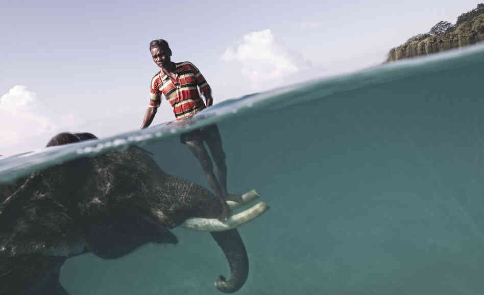 "Nazroo, a Mahout (elephant driver), poses for a portrait while taking his elephant, Rajan, out for a swim in front of Radha Nagar Beach in Havelock, Andaman Islands." 