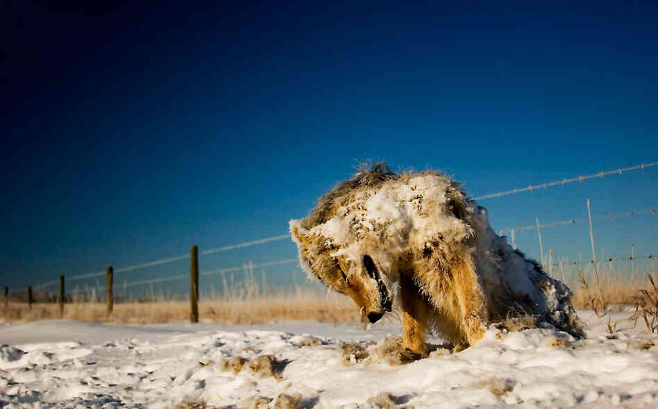 "I spotted this frozen coyote on the side of a gravel road on my way into town. This is exactly how I found the coyote - frozen stiff ... on the side of the road." 