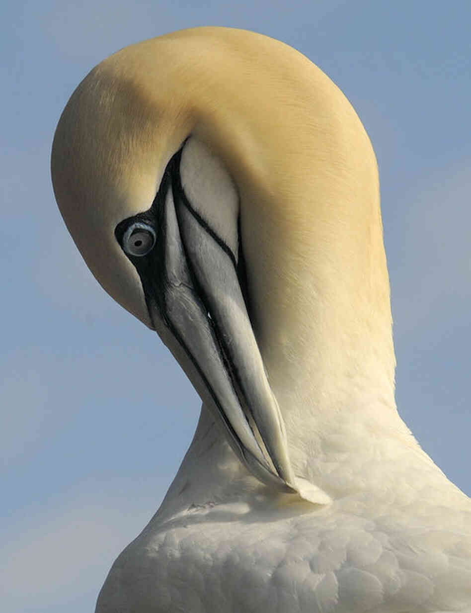"On Bona Venture Island in eastern Canada, there are more than 50,000 nesting pairs of these beautiful birds!" 