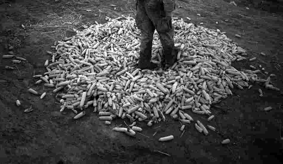 Marines search through a pile of corn, a common hiding place for insurgents' weapons. Just moments earlier, another squad shot and killed two insurgents, who were pulling AK-47s from the cornstalks.