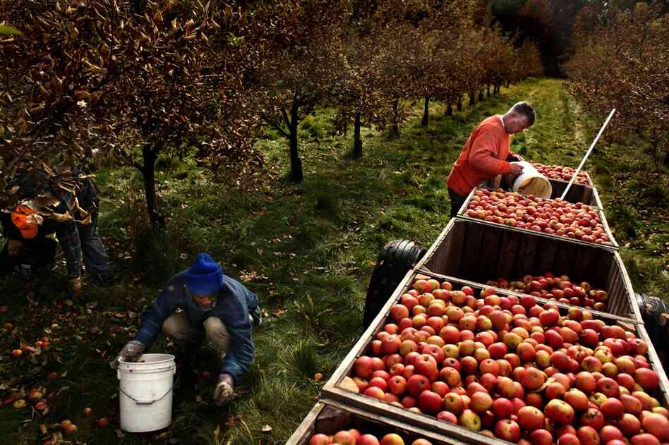 Wood recently hired more people to work in his orchards. Elburn Brown (from left), Kenneth Woodhouse and Jeff Williams pick and load cider apples.