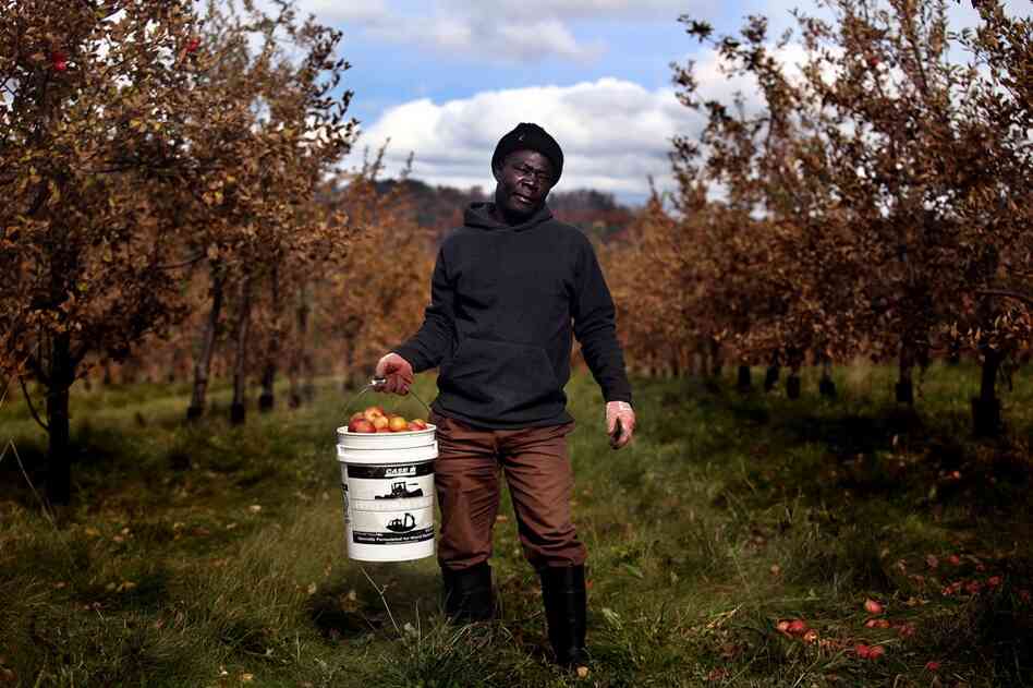 William Crawford poses for a portrait while picking apples. Almost all of the pickers at Poverty Lane come from Jamaica for seasonal work, and return after the harvest season is over.