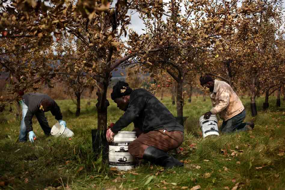 The apple pickers work steadily throughout the day, stopping only for a lunch break.