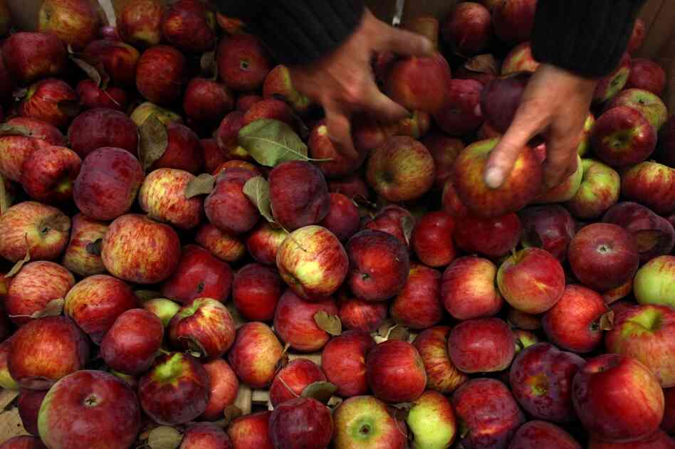 James Gerlack sorts through a crate of apples to be sold at Wood's Poverty Lane Farm Stand.