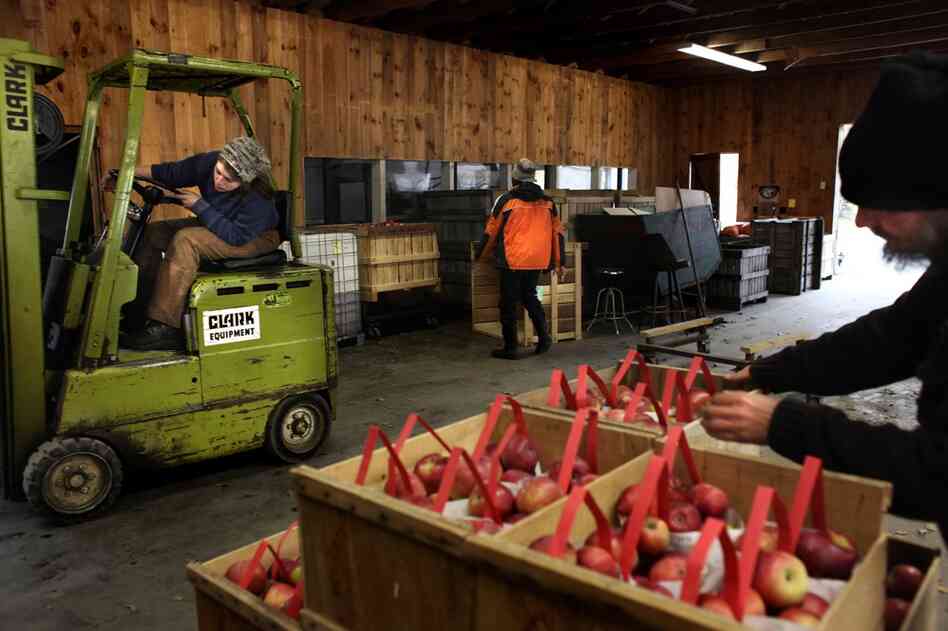 Jess Saturley (left), Dwayne Webster and Gerlack stack and move crates of apples in the packing room at Poverty Lane Orchards.