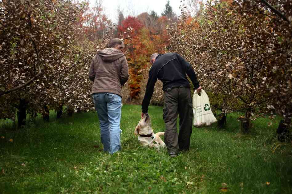 Samantha Dodge (left) and Brandon Rich play with Wood's dog Newton while picking their own apples at Poverty Lane. The dog spends a great deal of time socializing with people in the orchard.