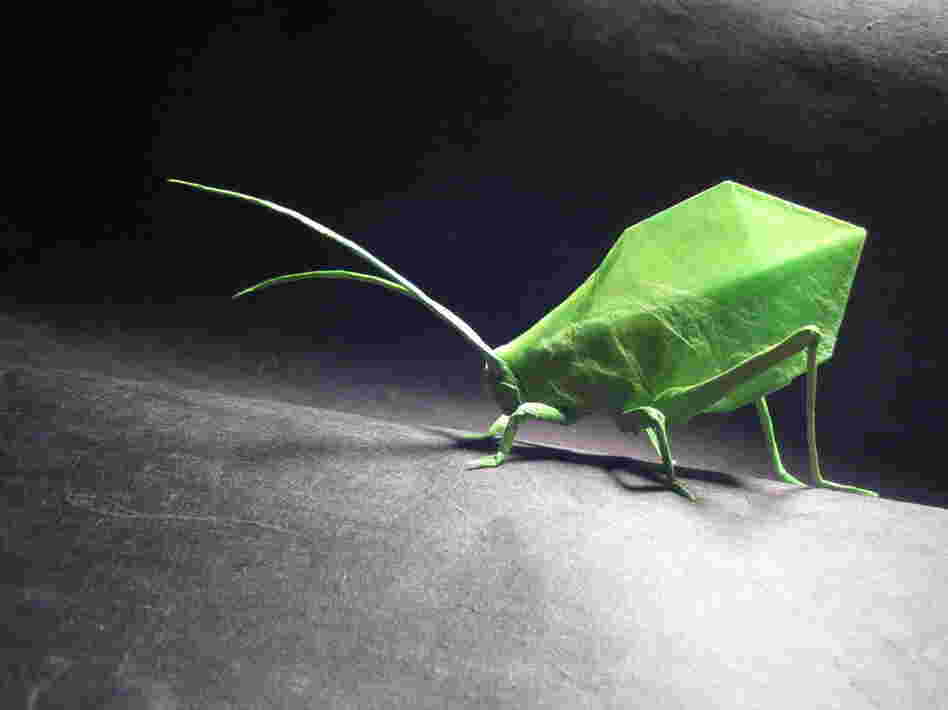 Brian Chan, Leaf Katydid 