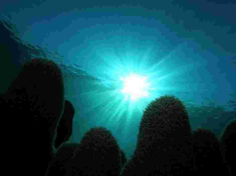 Fish and vegetation have flourished in this untouched habitat, where the reefs are protected from fishermen, pollution and fertilizer runoff. 