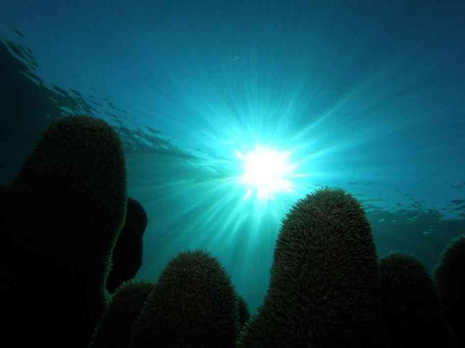 Fish and vegetation have flourished in this untouched habitat, where the reefs are protected from fishermen, pollution and fertilizer runoff. 