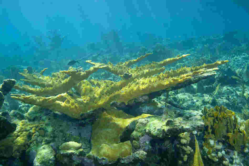 Large formations of elkhorn coral grace the reef. Elkhorn coral is a species that has nearly died off in the Florida Keys. 
