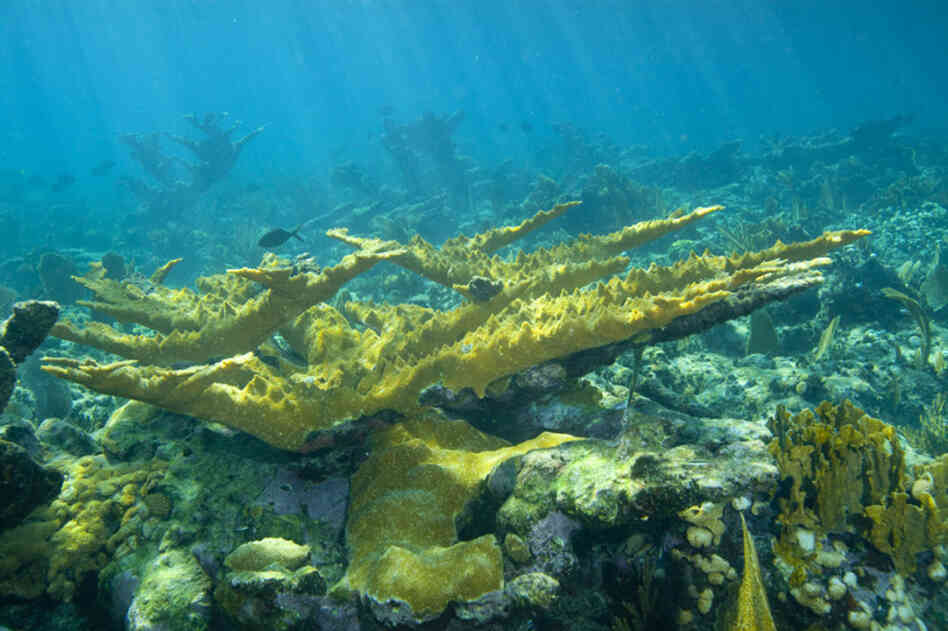 Large formations of elkhorn coral grace the reef. Elkhorn coral is a species that has nearly died off in the Florida Keys. 