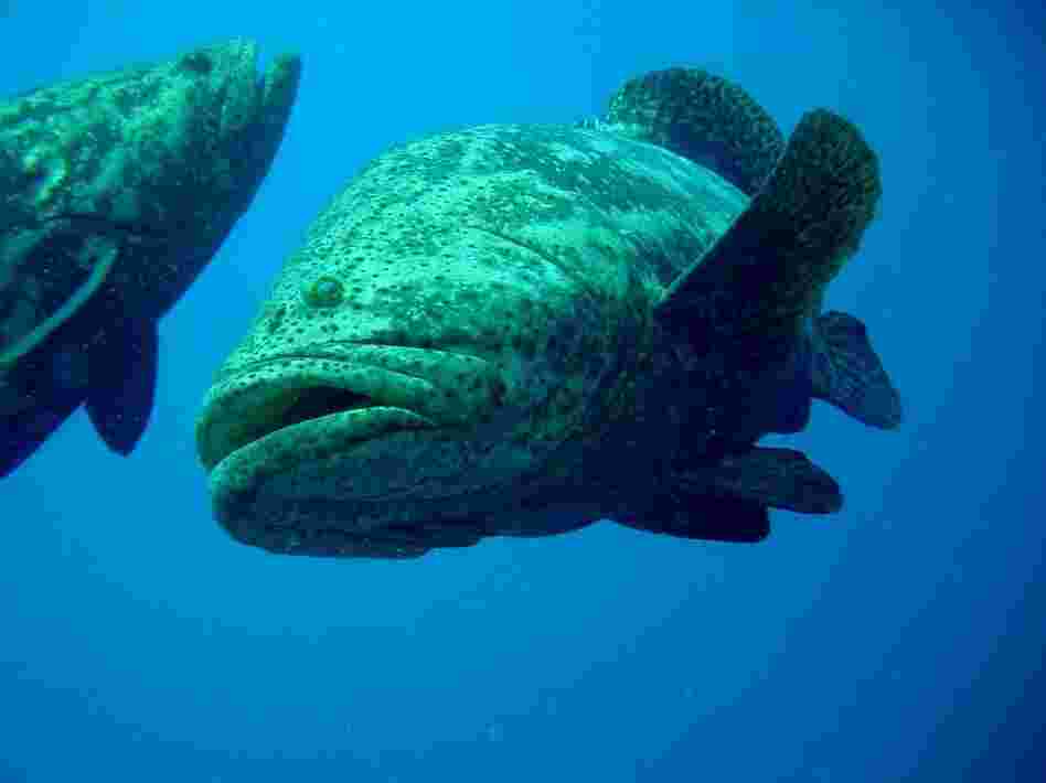 Goliath grouper can weigh over 800 pounds when fully mature. American scientist David Guggenheim describes Los Jardines de la Reina as a sort of "Jurassic Park." (Courtesy of Noel Lopez).