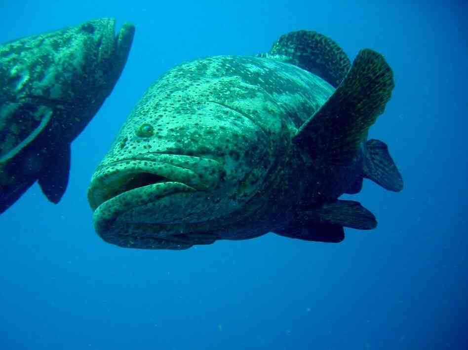 Goliath grouper can weigh over 800 pounds when fully mature. American scientist David Guggenheim describes Los Jardines de la Reina as a sort of "Jurassic Park." (Courtesy of Noel Lopez).