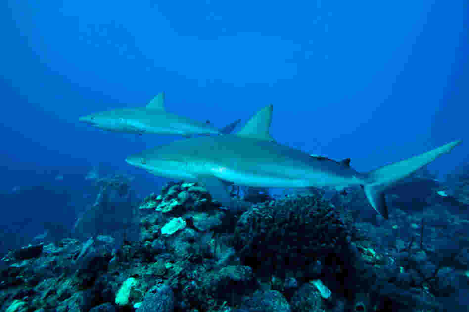 Sharks such as these Caribbean reef sharks are a good sign of a healthy ecosystem. As different fish species begin to flourish in the reserve, they will begin to leave and populate other habitats.  