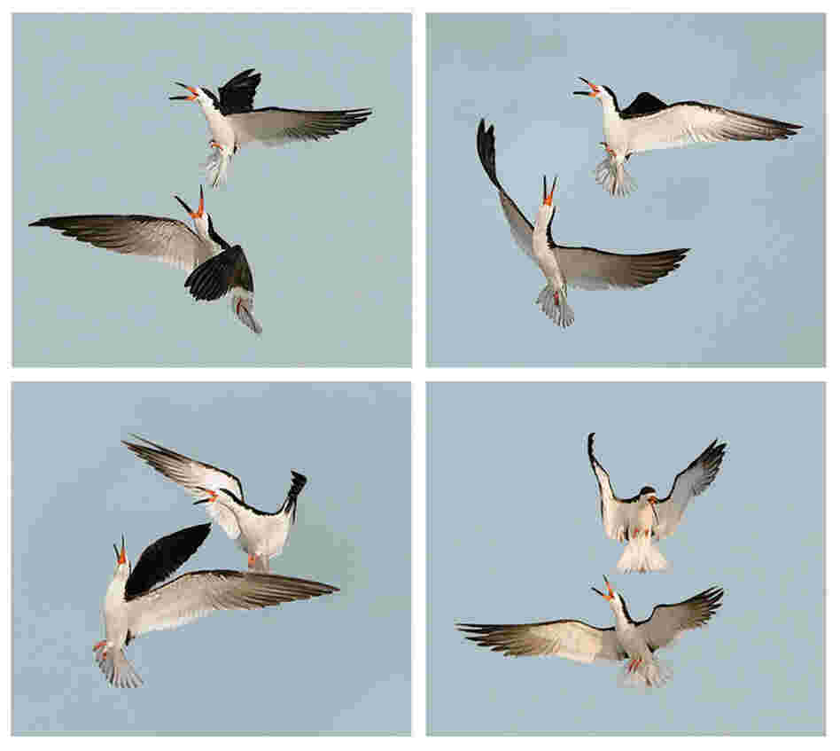 "Toward the end of the day in the summer breeding season," Cross writes, "pairs of black skimmers engage in fantastic aerial maneuvers."