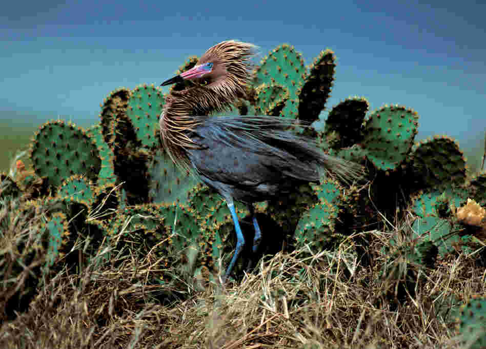 "They are one of my favorite birds," photographer Theodore Cross says of the reddish egret. There are two different morphs: brownish red and white. 
