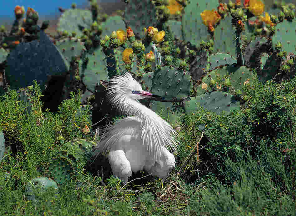 Reddish egrets are found mostly on Green Island at the southern tip of Texas' Laguna Madre.