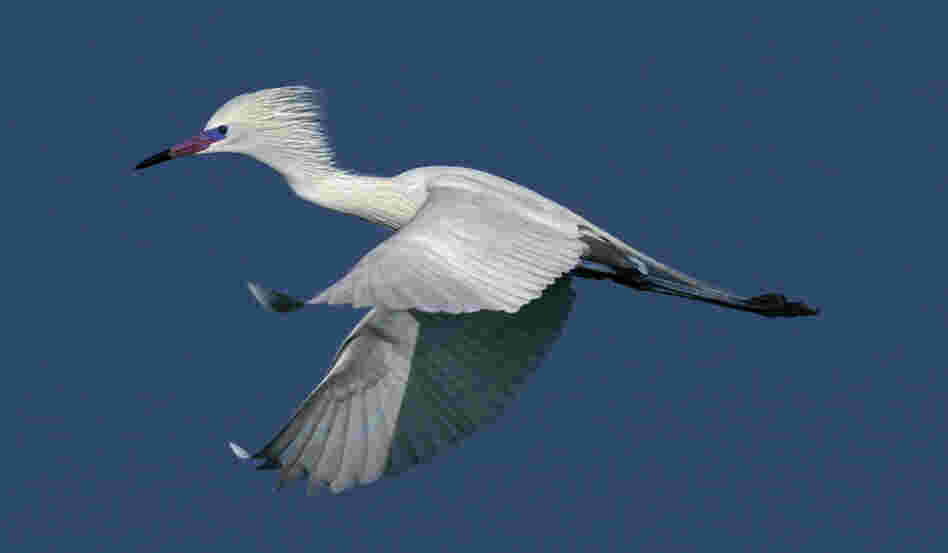 Cross has traveled to Green Island for 30 consecutive years to capture the reddish egret. He writes that a friend once said his tombstone will read, "He passed on to a better world still waiting for a perfect picture of a reddish egret."