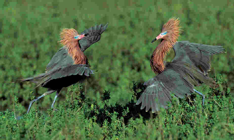 Reddish egrets engage in a courtship ritual. They "throw back their heads, point their bills to the sky, and parade around the nest showing off their remarkably shaggy neck feathers," Cross writes.