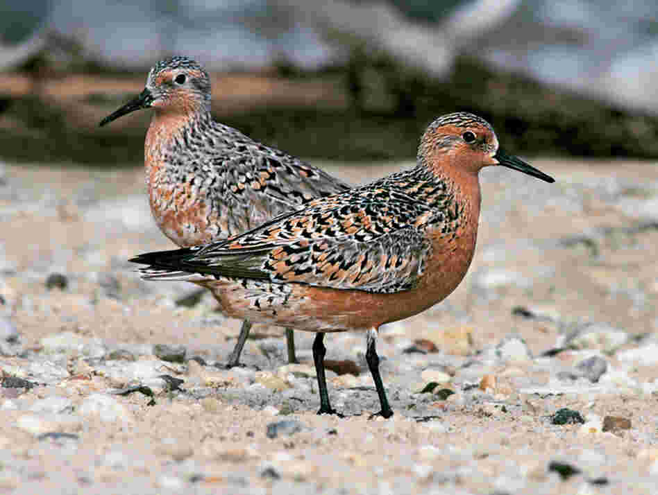 The red knot, a robin-sized shorebird, makes an unbelievable 8,000-mile migration from Patagonia to the Canadian Arctic each year. "It's the courage of these guys that appeals to me tremendously," Cross says.