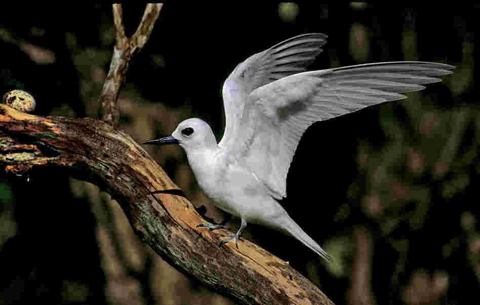 The white tern can be found on remote islands in the tropical Pacific.