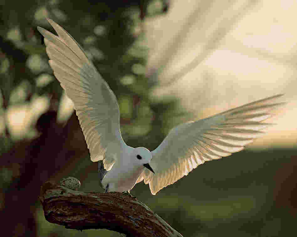 Cross writes that these gentle white terns, formerly called fairy terns, would often lay eggs near Marines' barracks, or even on gun emplacements, during World War II.