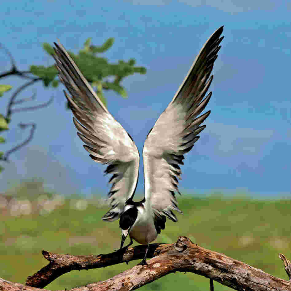 Researchers have determined that fledgling sooty terns "take off from their birthplace and do not return to ground until they are of breeding age, five years later," writes Cross. These are the most abundant of all equatorial seabirds.