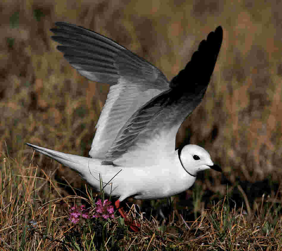 Cross traveled to Siberia to photograph the Ross' gull: "There may be no other bird species in the world that evokes such romantic dreams for the ornithologist or serious bird-watcher."