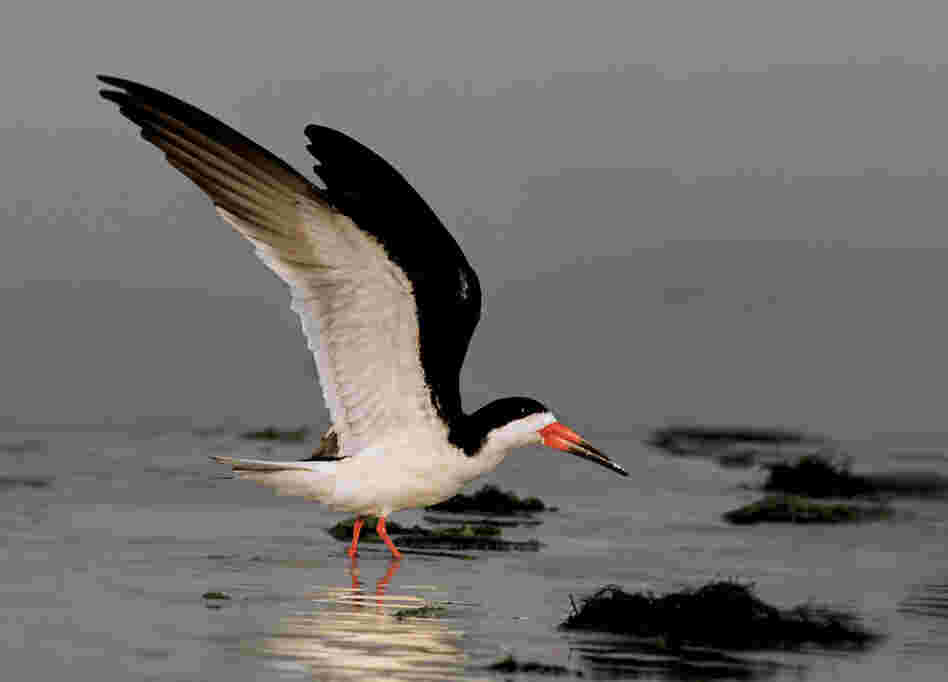 Cross says the black skimmer is the bird with "the most unusual design." It is the only bird with a lower jaw that is both spring-loaded and longer than its upper beak.