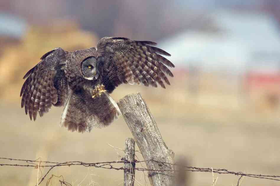 A great gray owl, also known as the great gray ghost.