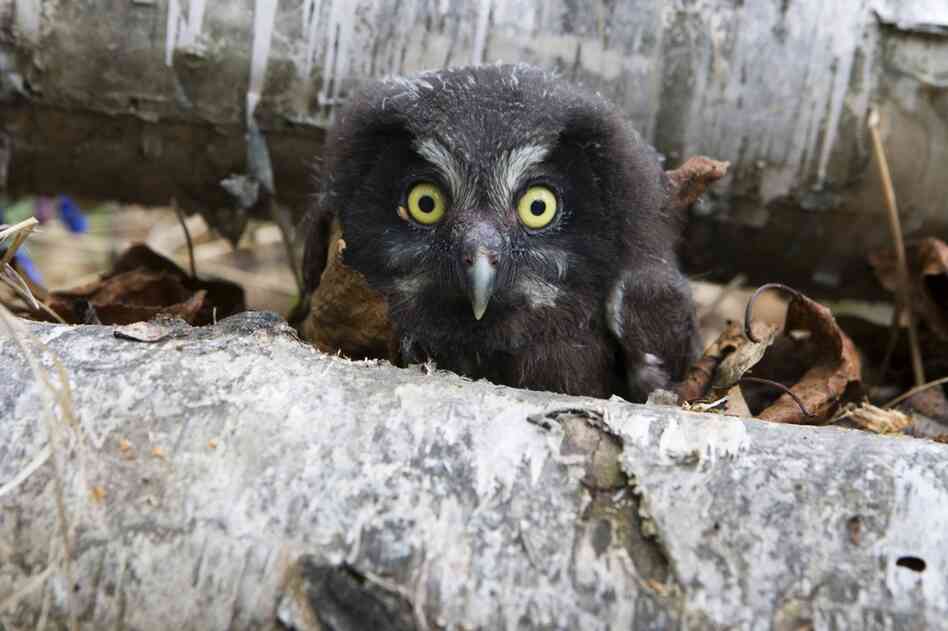 A young boreal owl 