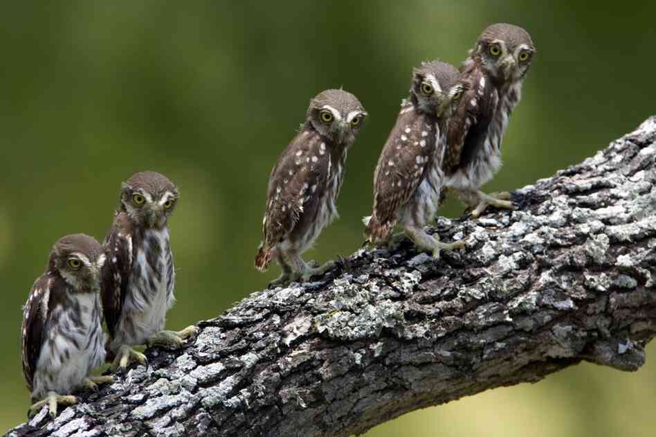 Ferruginous pygmy owl chicks