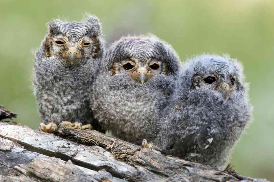 Three flammulated owl chicks