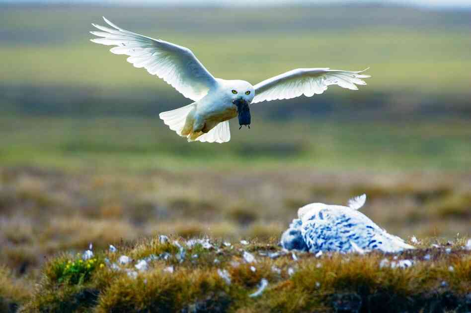 A male snowy owl glides back to the nest with a lemming on an Arctic summer night.