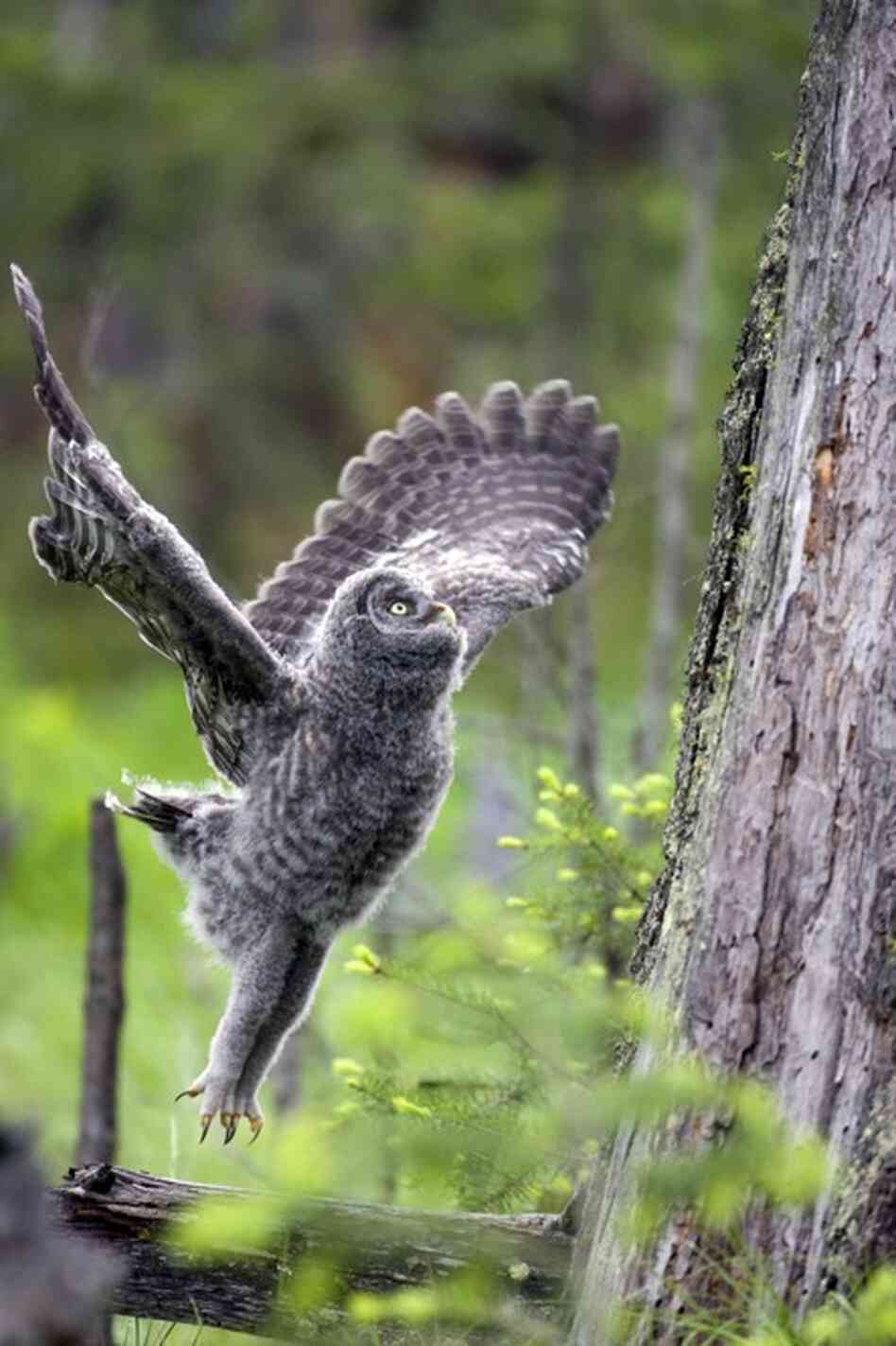 A great gray owl jumps onto a tree.