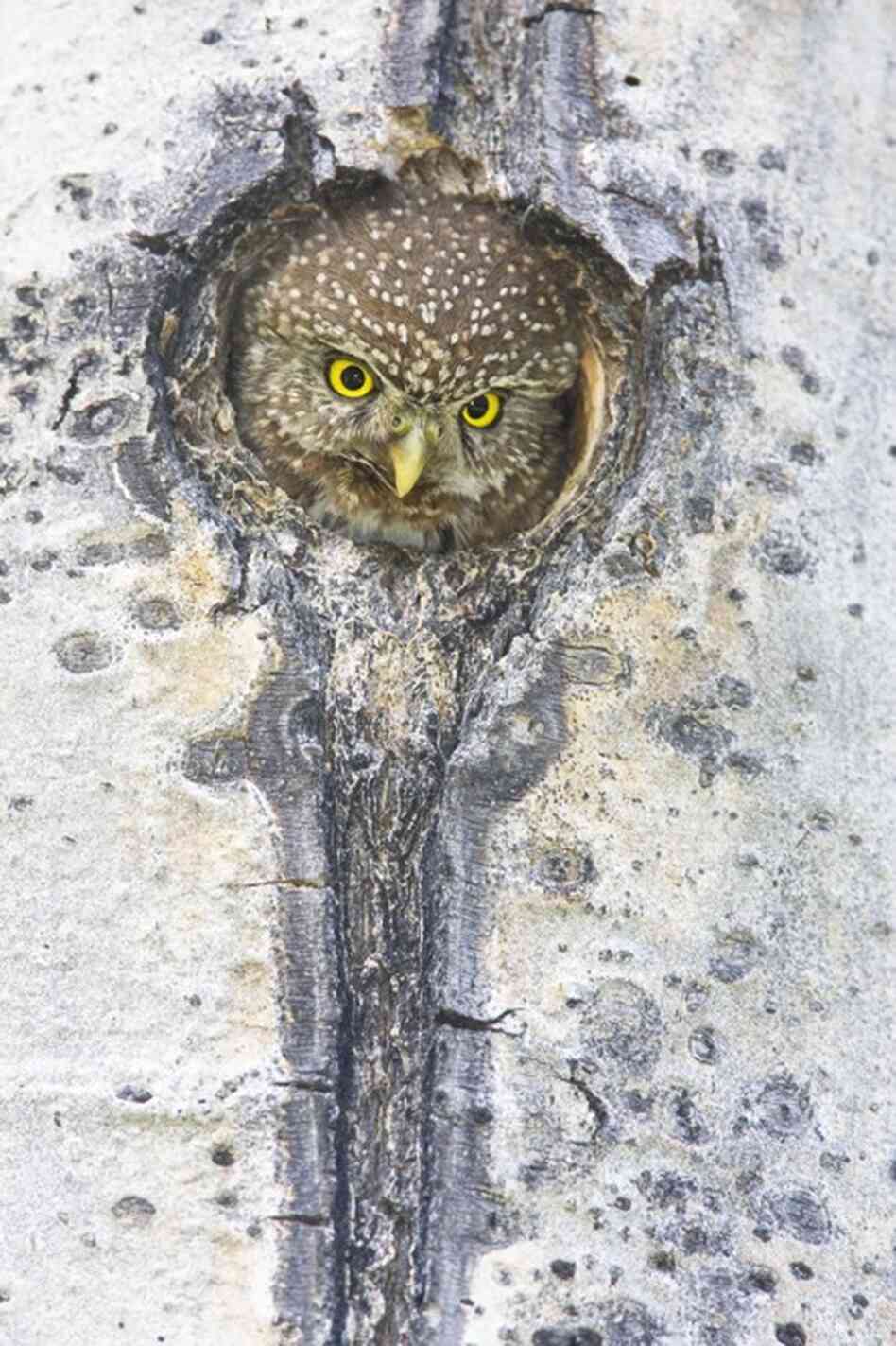 A female northern pygmy owl pops up from the depths of her cavity.
