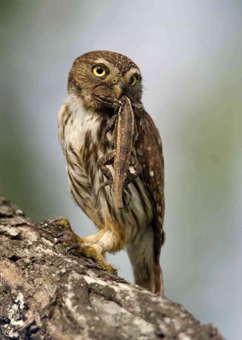 A ferruginous pymgy owl chows down on a Texas spiny lizard.