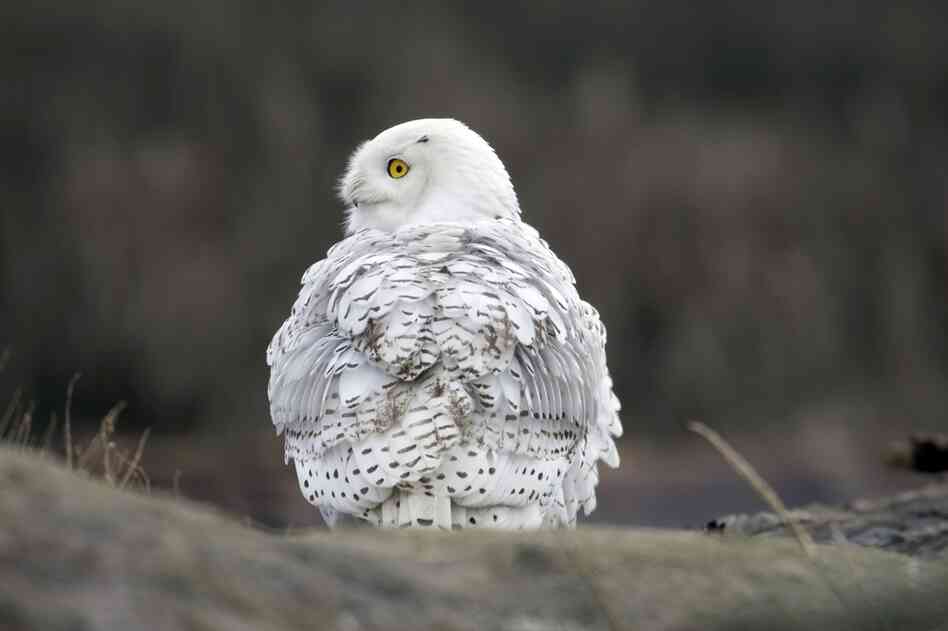A snowy owl fluffs out her feathers.